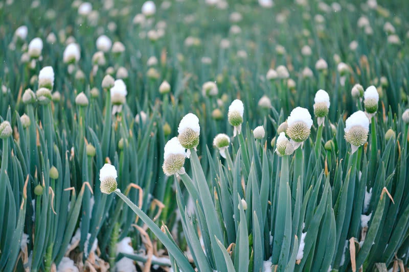 雪が積もったネギ坊主が咲く冬の畑の写真