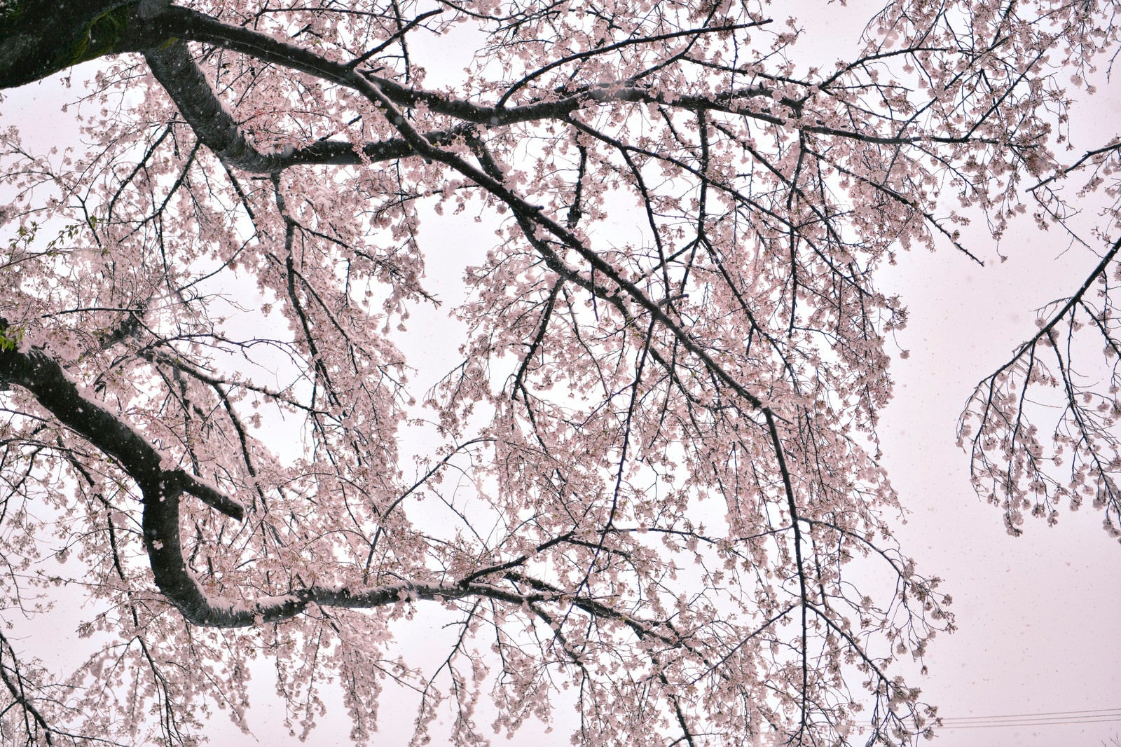 「雪が積もった曇り空の桜」の写真