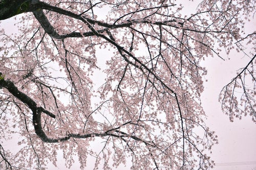 雪が積もった曇り空の桜の写真