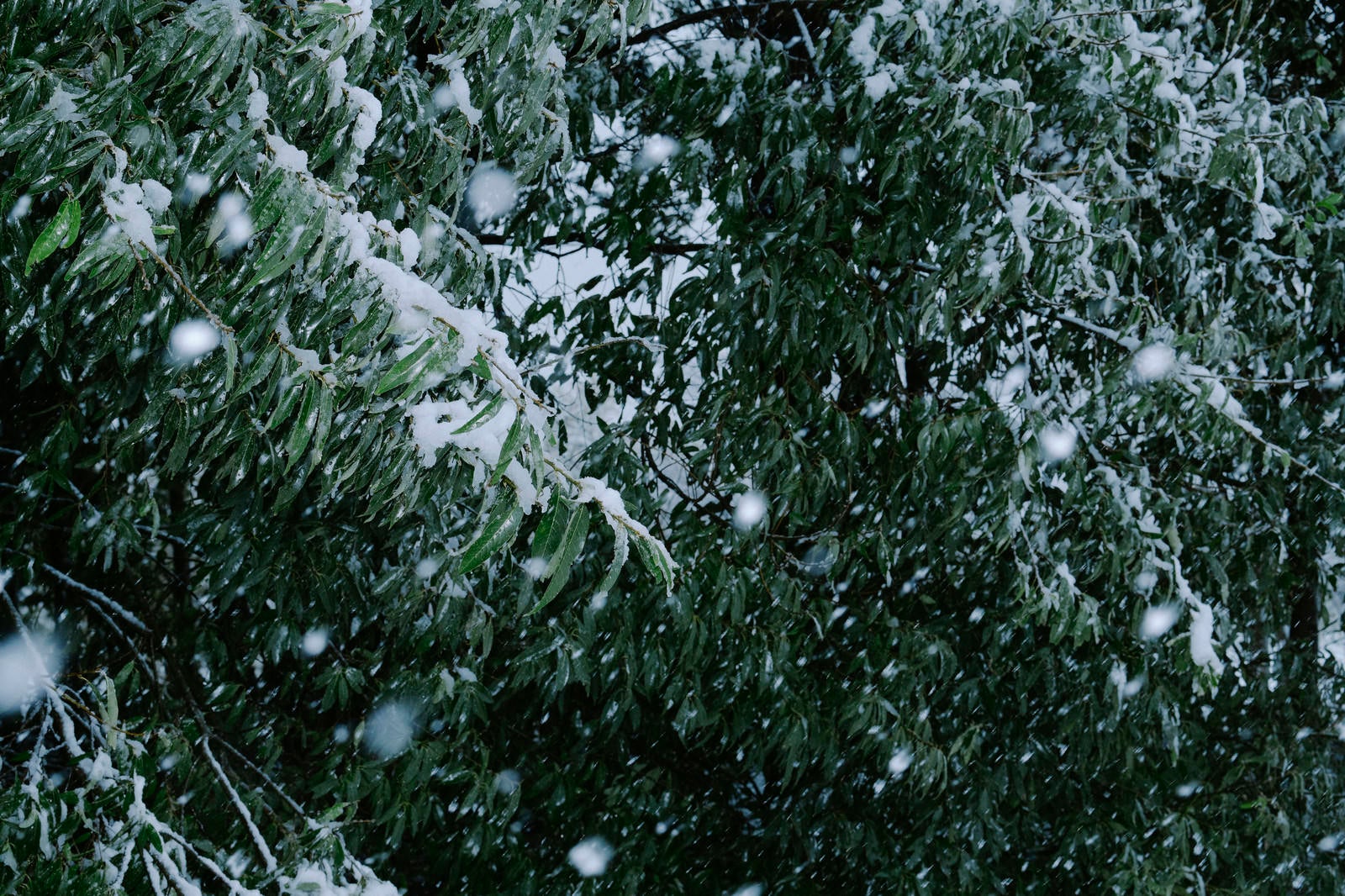 「雪が積もってゆく常緑樹の葉」の写真