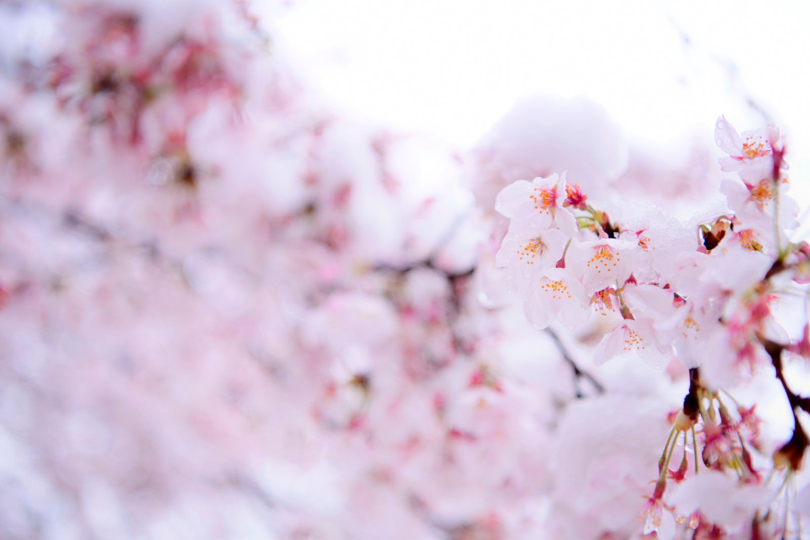 「雪が降った日の淡い色の桜」の写真