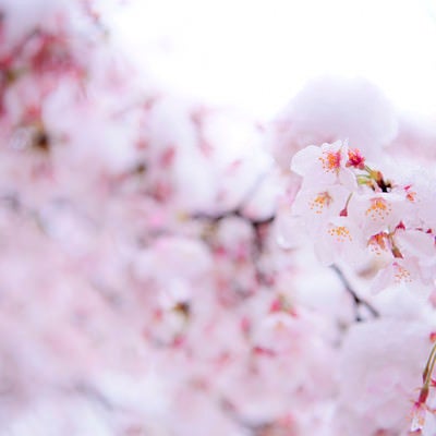 雪が降った日の淡い色の桜の写真