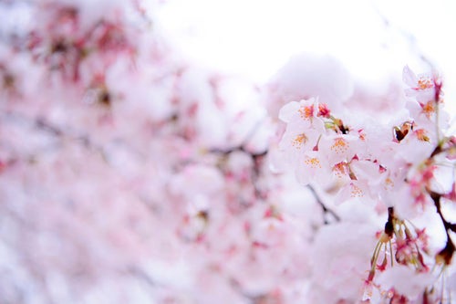 雪が降った日の淡い色の桜の写真