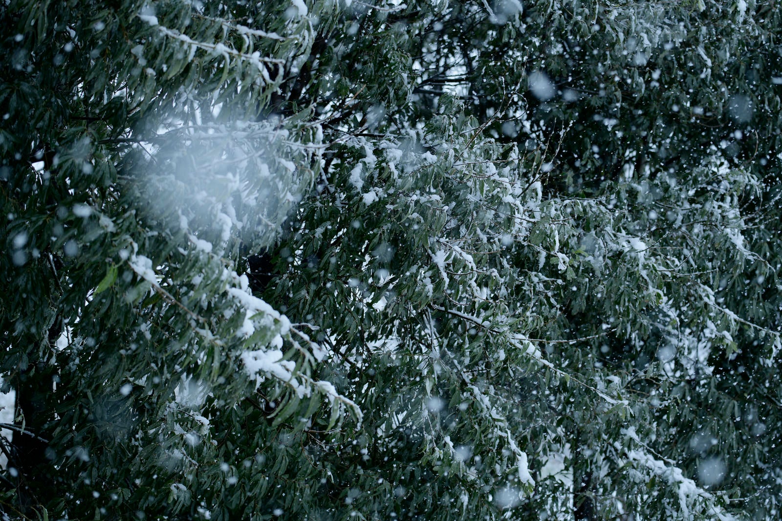 「雪が降りしきる田舎の道端の木々」の写真