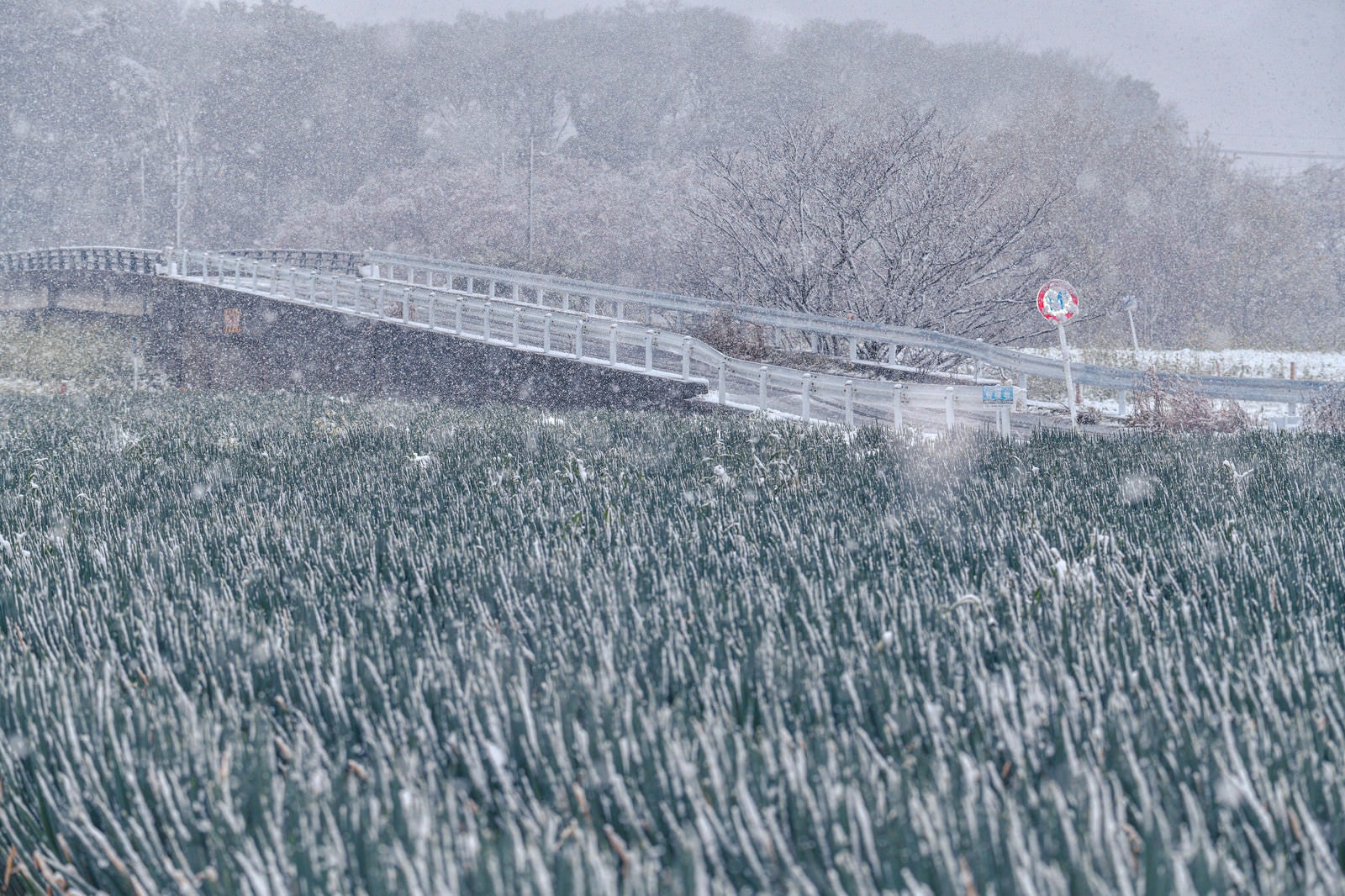 「雪が降りしきる見沼田んぼのネギ畑」の写真