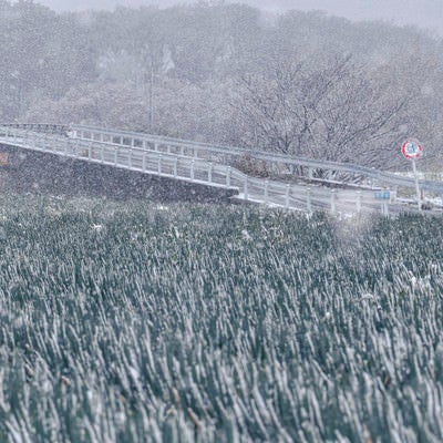 雪が降りしきる見沼田んぼのネギ畑の写真