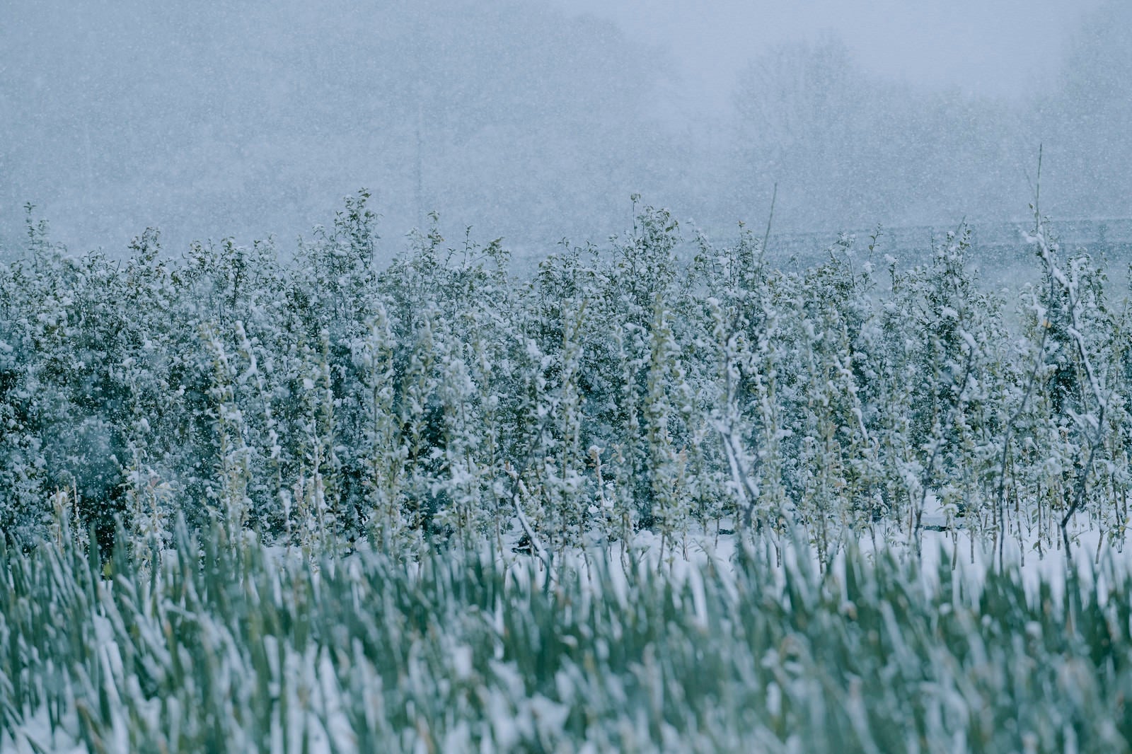 「雪が降り積もりこごえているようなハナズオウ」の写真