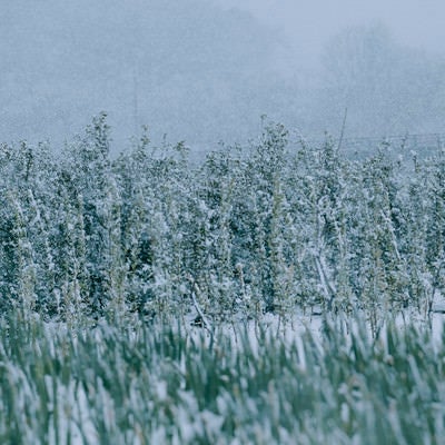 雪が降り積もりこごえているようなハナズオウの写真