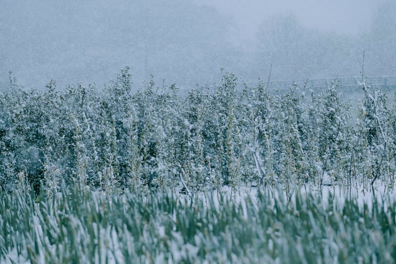 雪が降り積もりこごえているようなハナズオウの写真