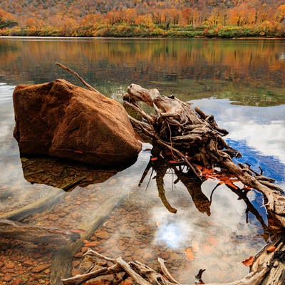 須川湖の化石っぽい枯れ木の写真