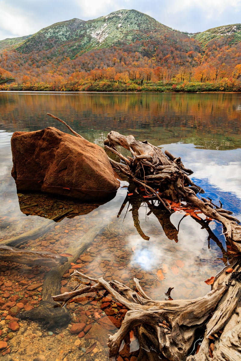 「須川湖の化石っぽい枯れ木」の写真