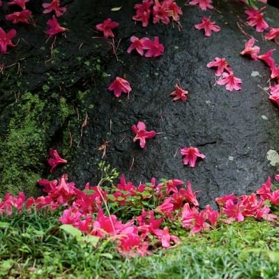 散ったつつじの花の写真