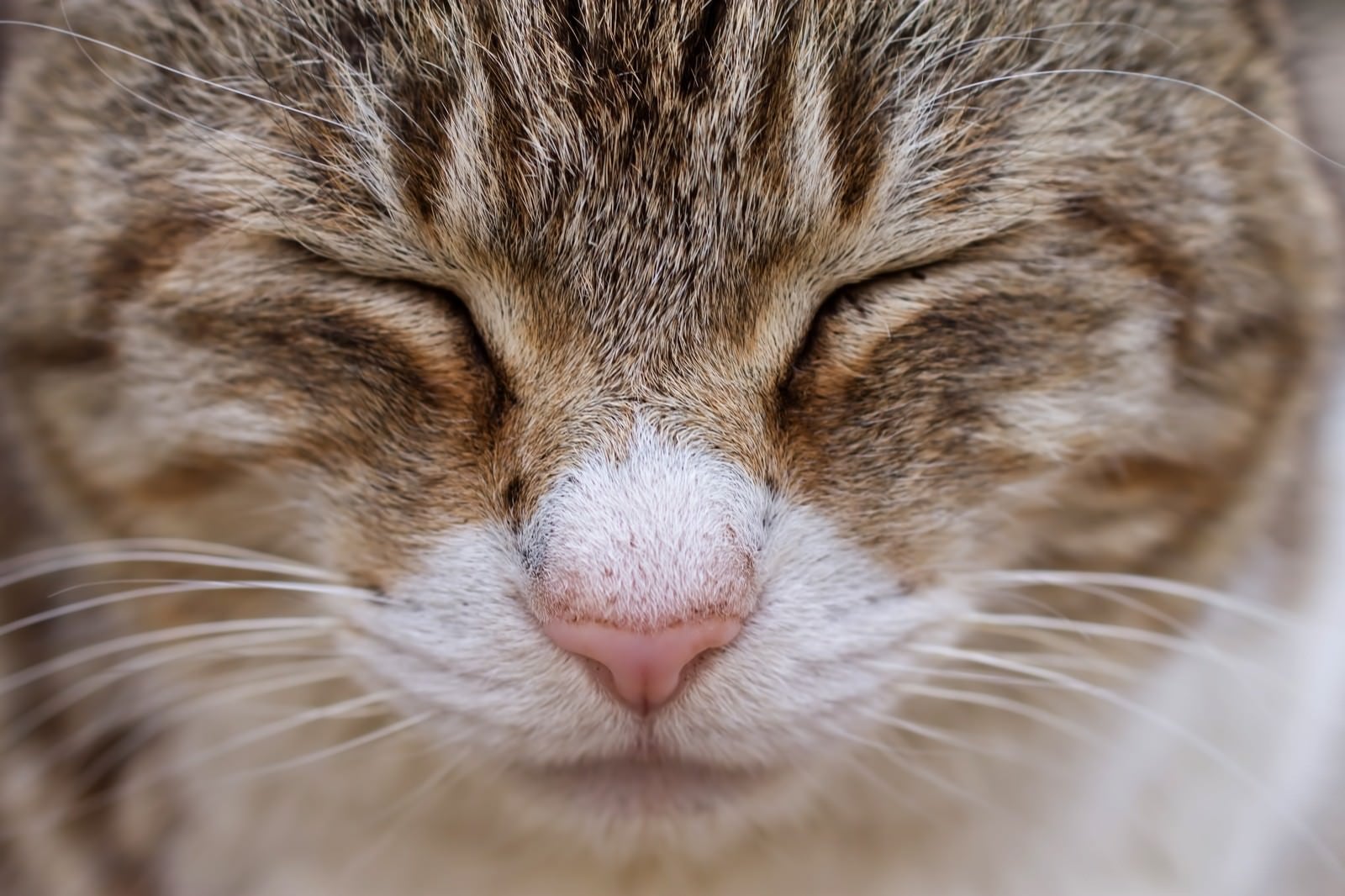 「目をつぶる猫（顔アップ）」の写真