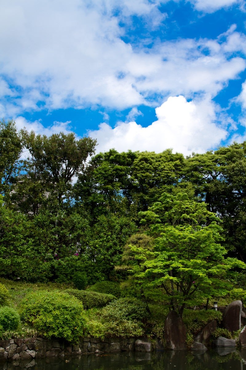 「緑の多い庭園と青空」の写真