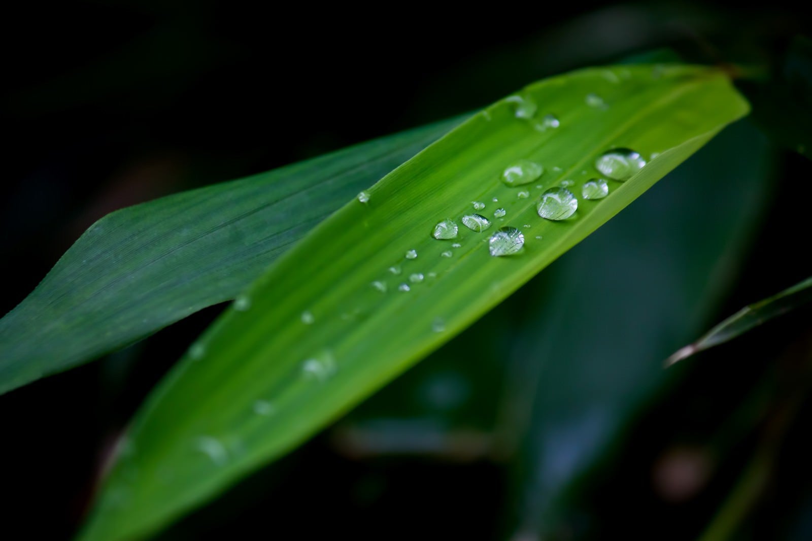 「水滴がついた笹の葉」の写真