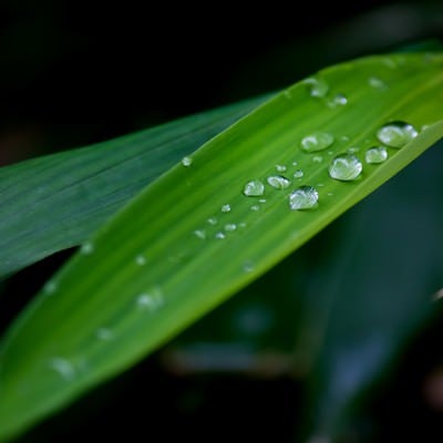 水滴がついた笹の葉の写真