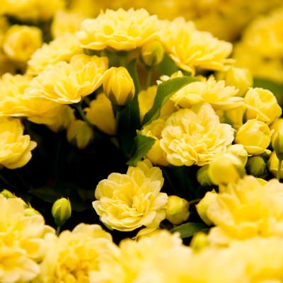 黄色いモッコウバラの花の写真