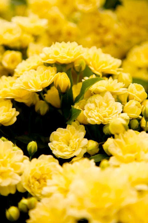 黄色いミモザの花の写真