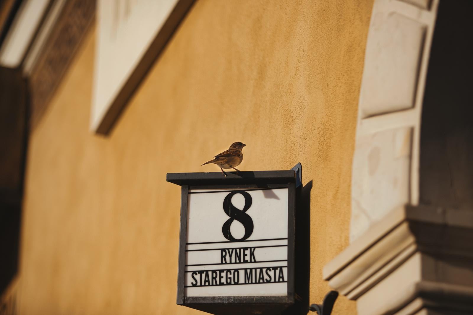 A House Number Sign and a Sparrow Illuminated by Sunlight - free stock photo