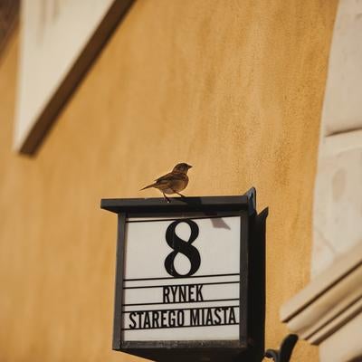 陽光に照らされたワルシャワの番地表示板に止まるスズメの写真