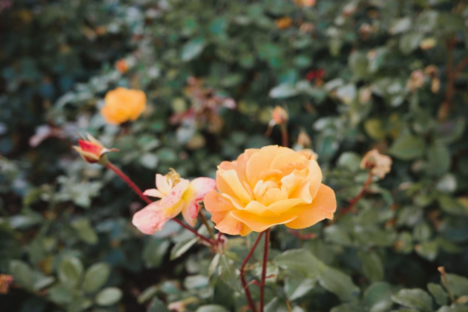 The Contrast of Bright Yellow Roses and Green Leaves in the Garden - free stock photo