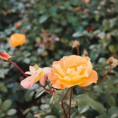 クラクフの庭園で咲く黄色いバラと緑の葉のコントラストの写真