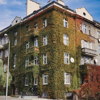 秋色に染まるツタに覆われた集合住宅、チェンストホバの街角の写真