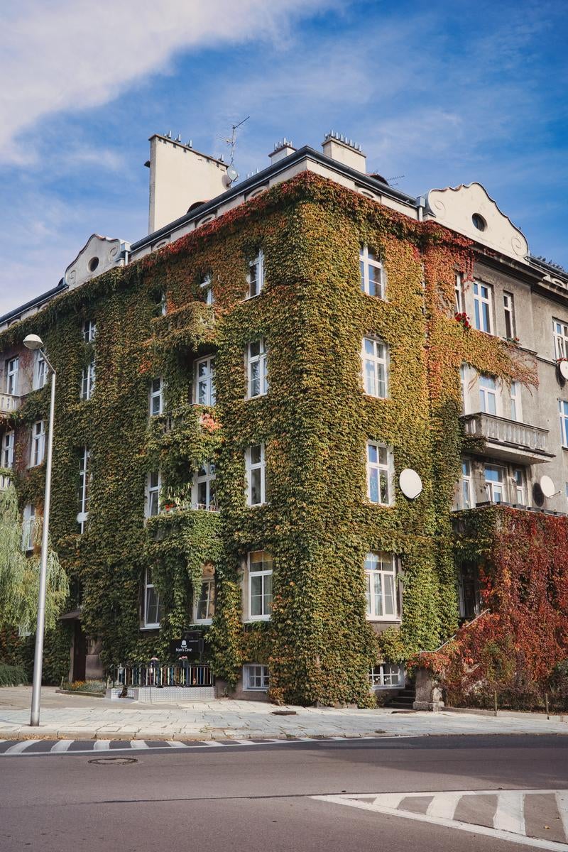 Building with Entire Wall Covered in Ivy - free stock photo