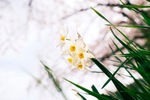 水仙の花の写真