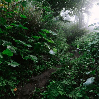 霧の向こうから光が差し込む真狩コースの樹林帯の写真