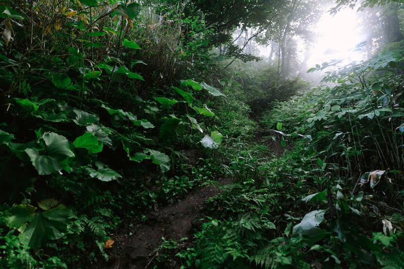 霧の向こうから光が差し込む真狩コースの樹林帯の写真