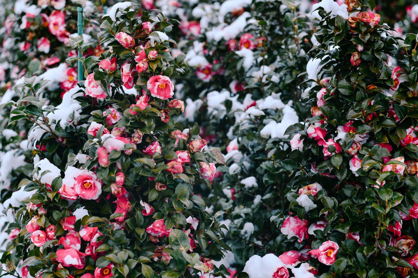「雪が降り積もる日の椿」の写真