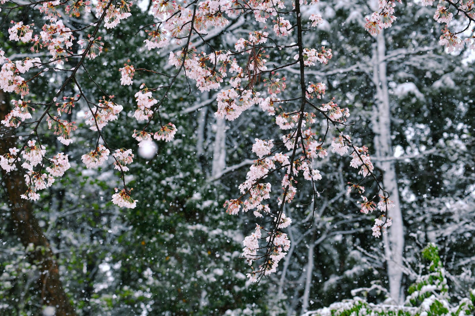 雪の中で薄いピンク色の花を多数つけた桜の枝。背景は白く雪で覆われている。