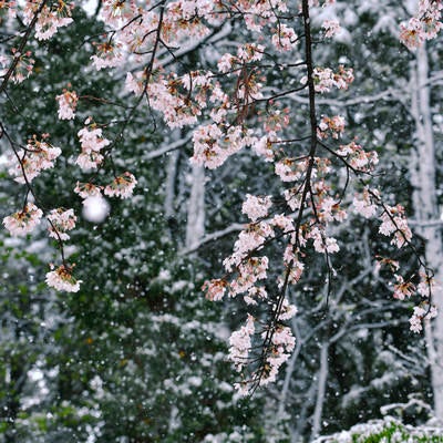 雪の中でけなげに咲く満開の桜、降雪と春の共演の写真