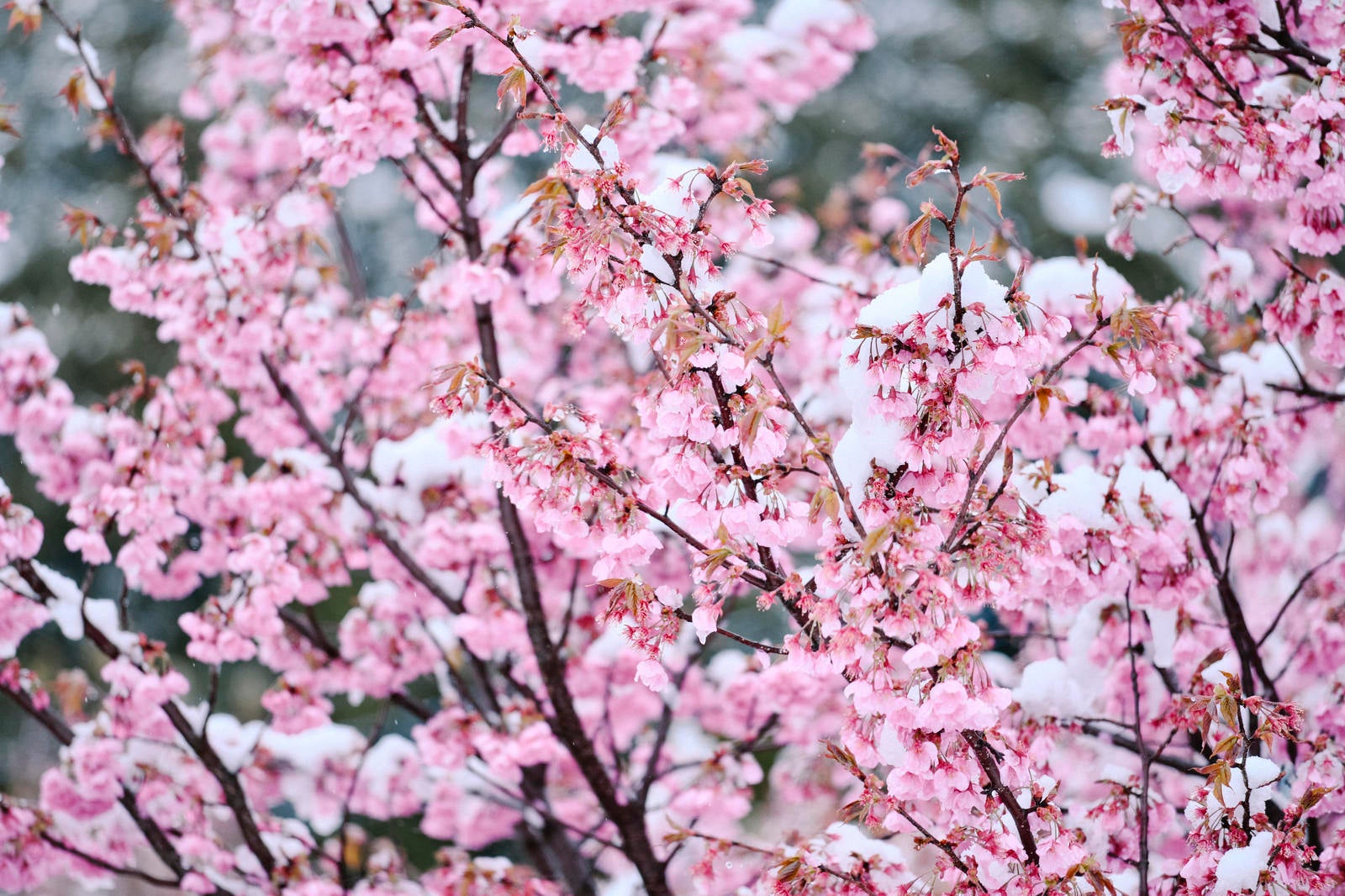 「雪を纏った早春の桜」の写真