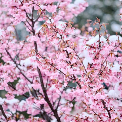 雪を纏った早春の桜の写真