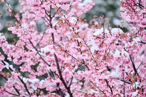 雪を纏った早春の桜の写真