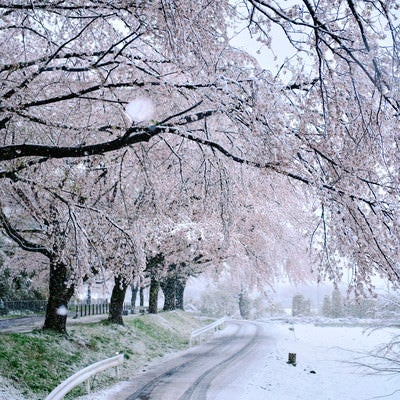 雪冬芝川沿いの桜並木の写真