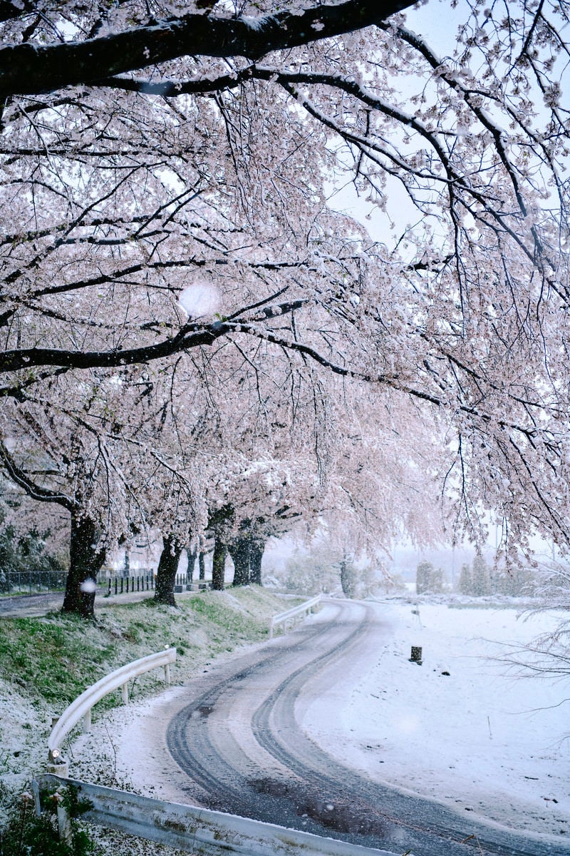 雪冬芝川沿いの桜並木の写真