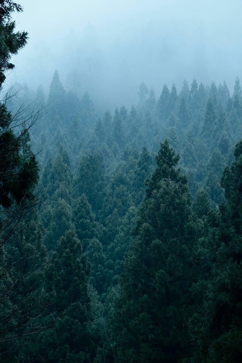 「雲の中でだんだんと消えゆく杉」の写真