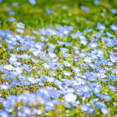 青い小さな花の写真