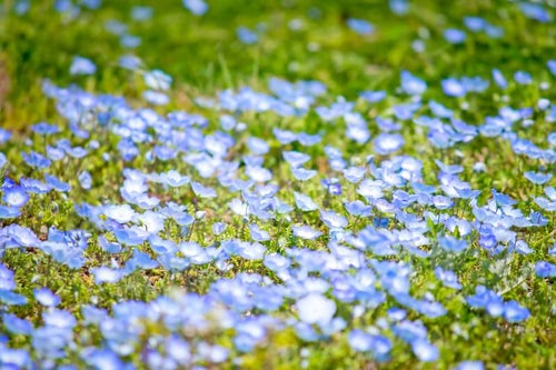 青い小さな花の写真