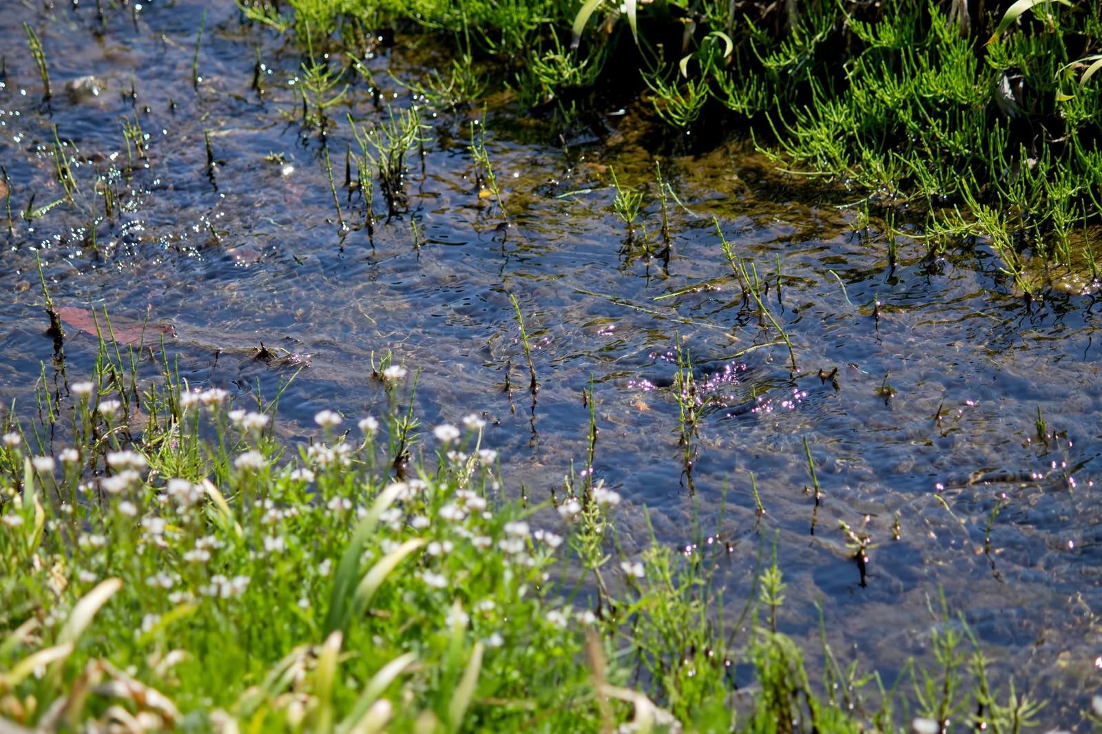 「春の小川」の写真