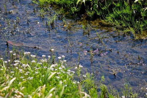 春の小川の写真