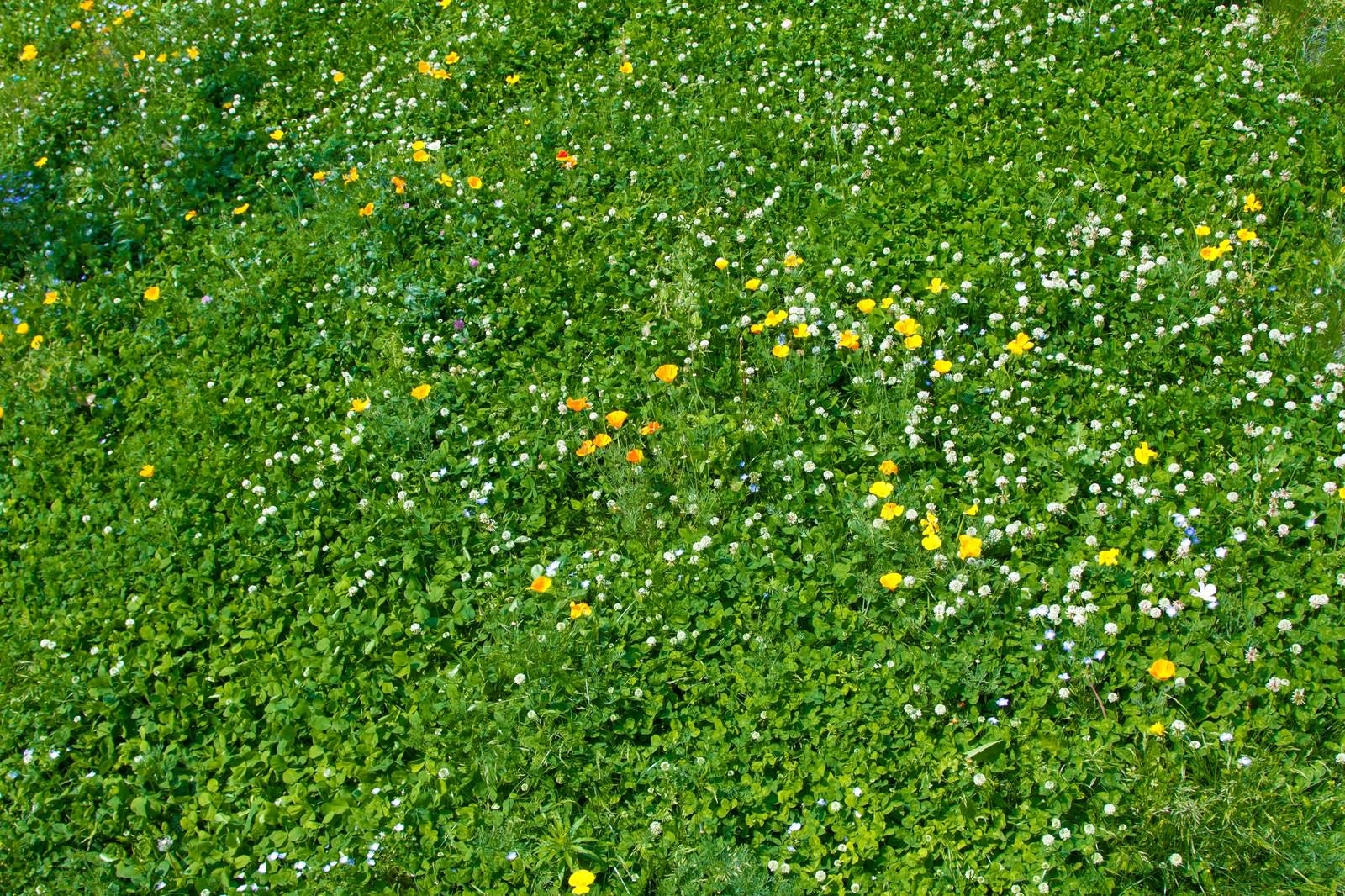 「広がる緑とシロツメグサ」の写真