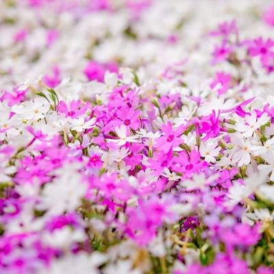 一面に咲くピンクと白い花の写真