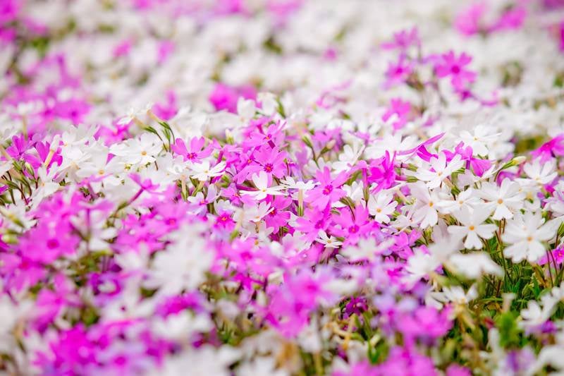 一面に咲くピンクと白い花の写真