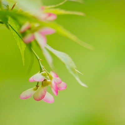 楓のつぼみの写真