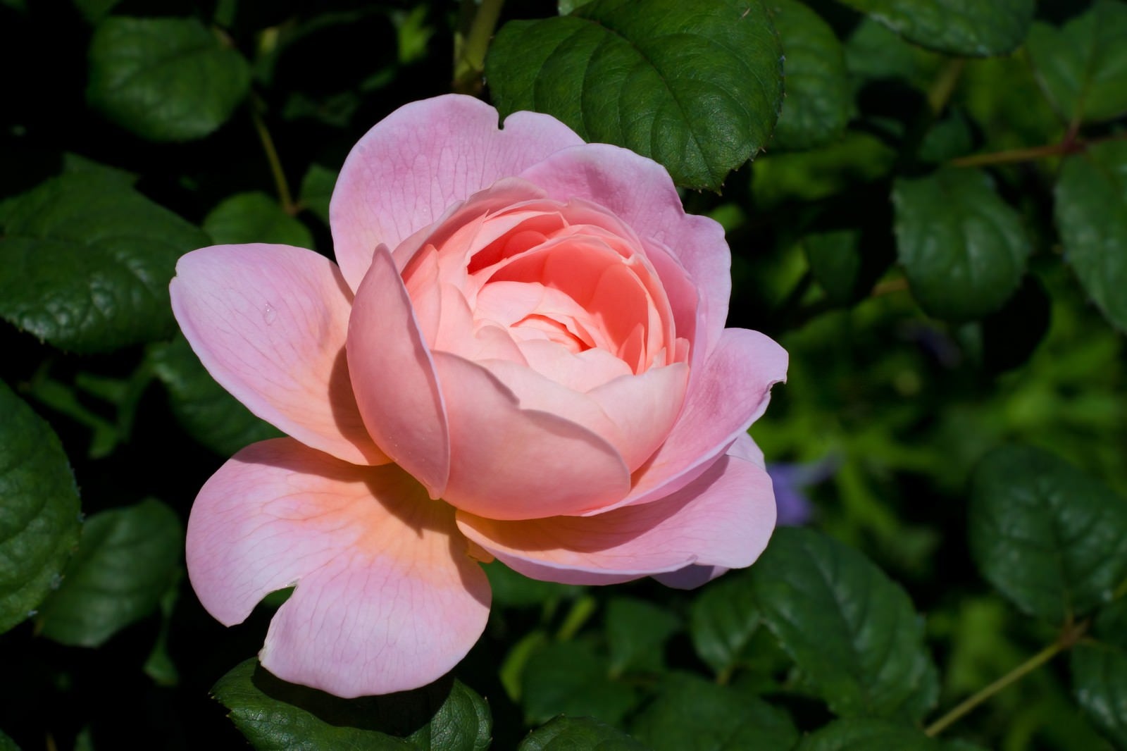 「クイーンオブスウェーデンの薔薇」の写真