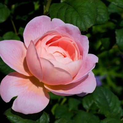 クイーンオブスウェーデンの薔薇の写真